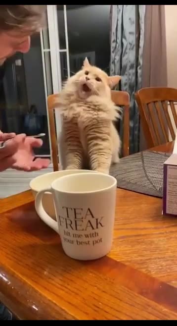 Human Tried To Feed Cat Medicine Through Food