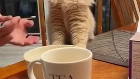 Human Tried To Feed Cat Medicine Through Food