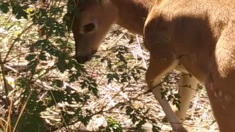 Baby Deer like a BOSS!