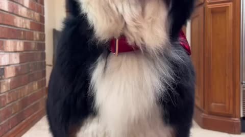 dogs lovers