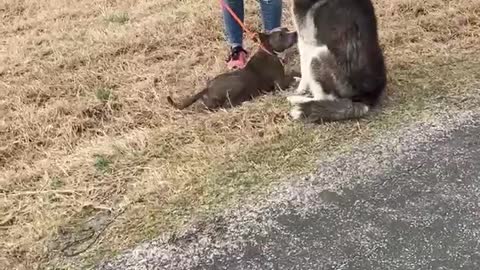 #2 female gray pittie #6 female brn white pittie #4 male brn #1 female Husky March2022