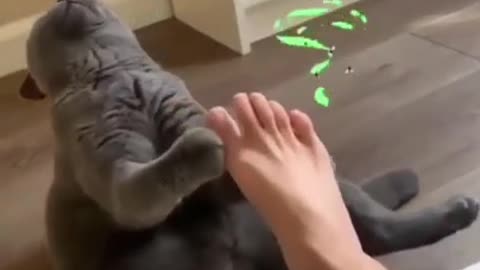 Respect | Funny Animals | Animal Fail | Cute Animal | Love Animals