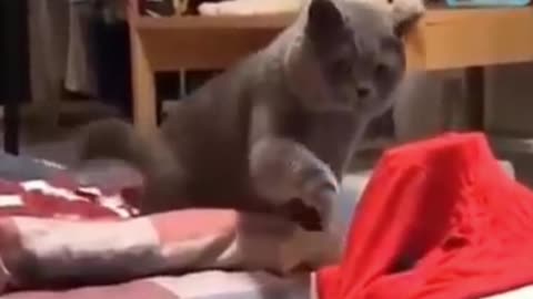 😹 You Definitely Laugh, I Believe In It 😇 - Funniest Cats Expression Video 😇 - Funny Cats Life