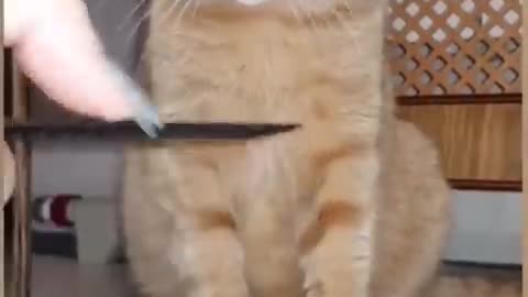 OMG So Cute ♥ Best Funny Cat Video