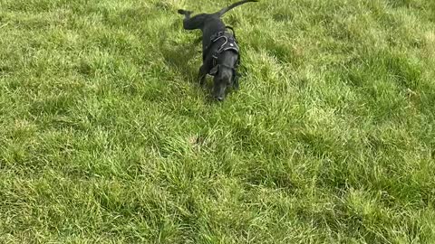 Uncoordinated Whippet Skips Into Somersault