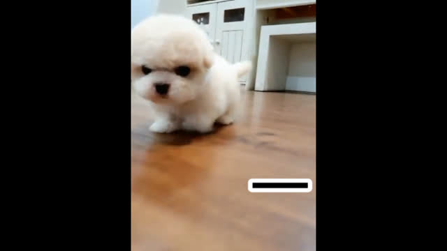 Little Cute Dogs Walk