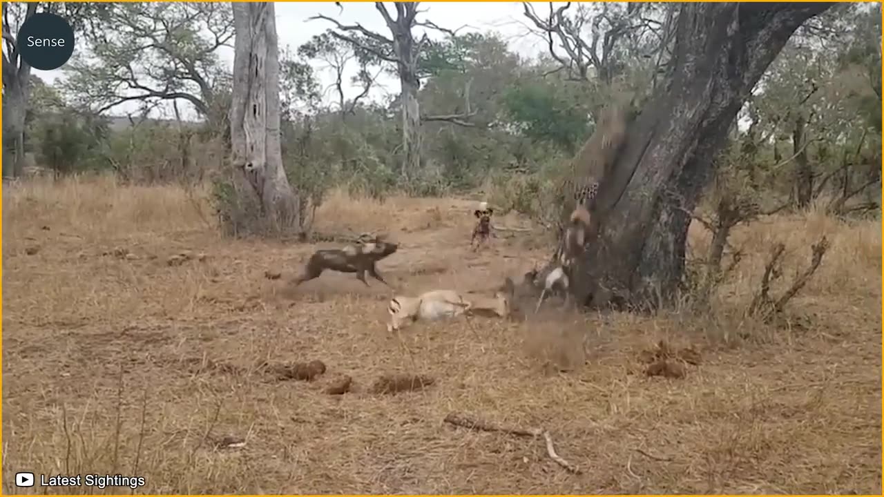 15 Times Wild Dogs Hunt Animals Caught On Camera