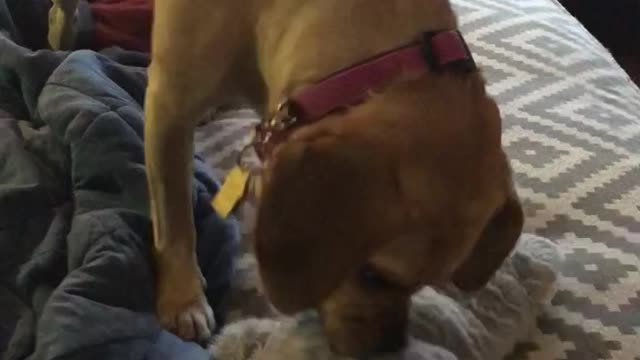 Puggle Thrashes a Squeaky Toy