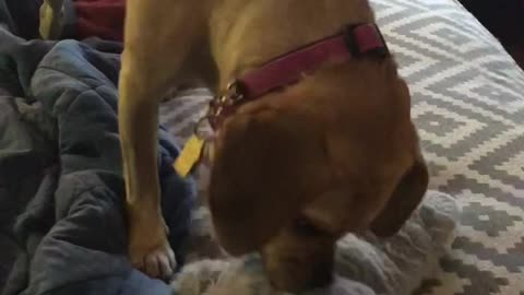 Puggle Thrashes a Squeaky Toy