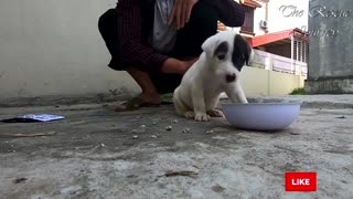 Ven a un perrito solito en la calle hasta que leen el triste mensaje colgando en su pecho
