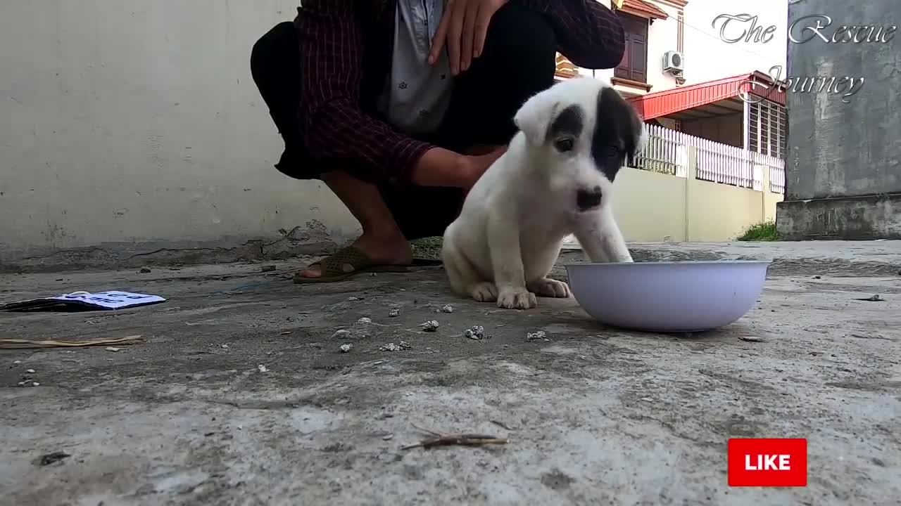 Ven a un perrito solito en la calle hasta que leen el triste mensaje colgando en su pecho