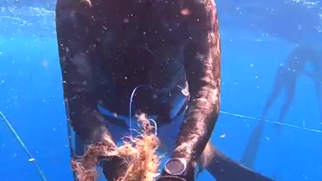 Hunting Fish Or Harvesting Fish 🐟🐠