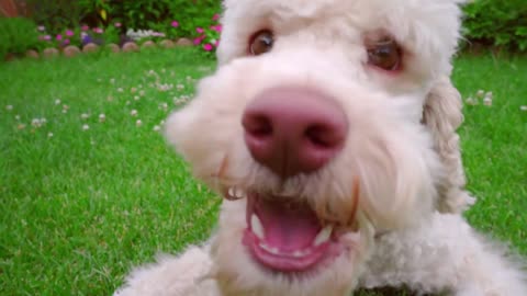 playful dog eating grass close up of white dog looking at camera