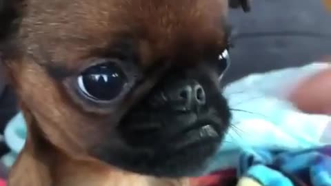 can't bite