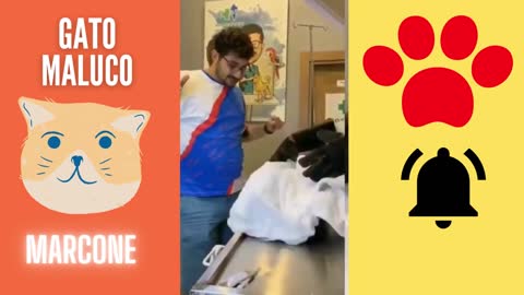 Best Funny Cat Videos 2021 and 2022 😃 - Most Fun Cat Videos 😃