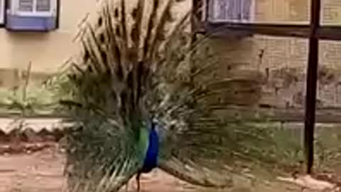 Beautiful Peacock showing her wings.