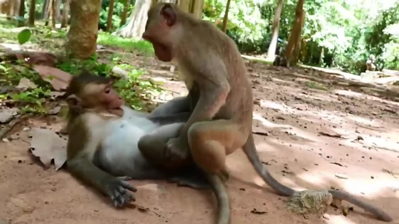 Monkey funny