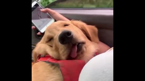Only Golden Retriever can make us HAPPY and LAUGH - Funny and Cute Golden Retriever Puppies