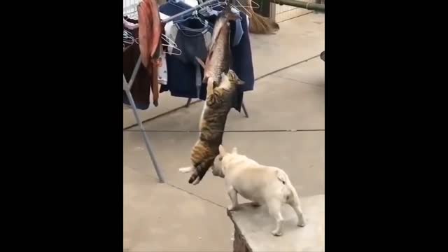 Intruging Cat Videos to make you week --7