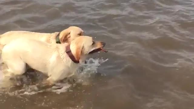 Two labradors carry stick out of water together