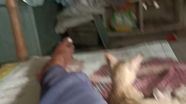 Dengaranimol cat 🐱 atek to man