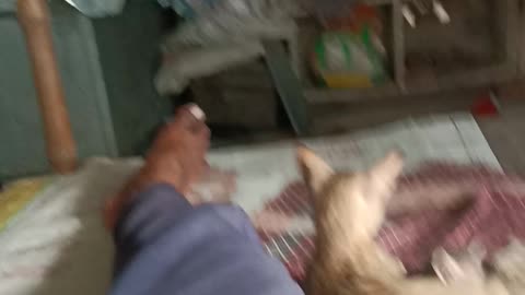 Dengaranimol cat 🐱 atek to man