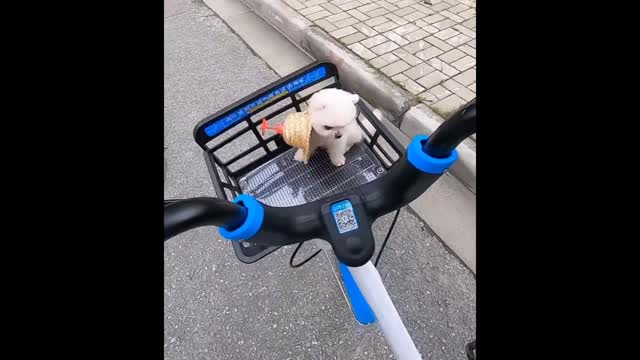 Funny and Cute Dog Funny Puppy