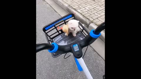 Funny and Cute Dog Funny Puppy