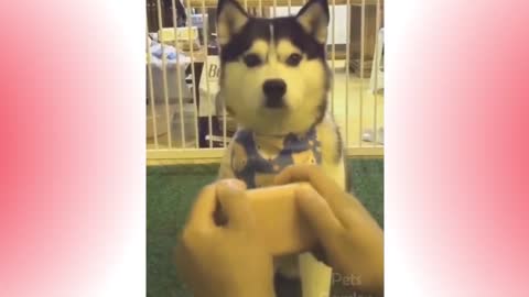 2021 Cute And Funny Pets Try Not To Laugh To These Pets Compilation