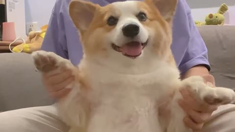 hilarious video, dancing dog