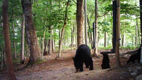 The Woods (Bear Cubs) - 05/30/2021