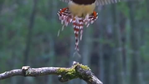 Waaao ! Fly view of Amzaing Bird