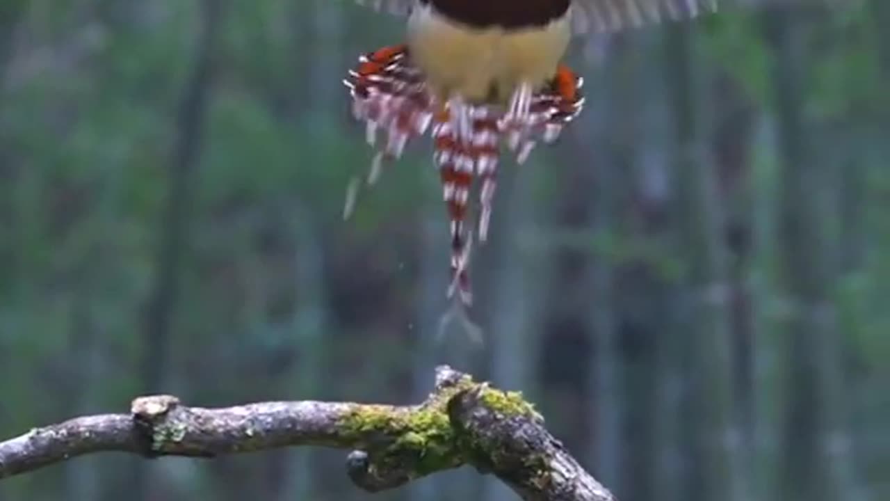 Waaao ! Fly view of Amzaing Bird