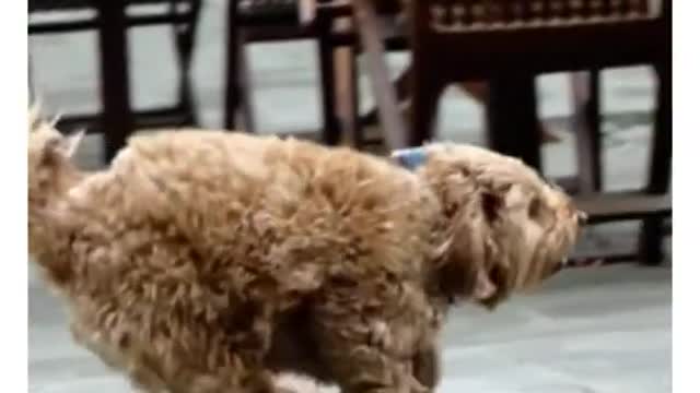 Cute dog's reaction upon seeing it's owner!!! # short