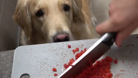 Dog Reviews fried chicken / love USA