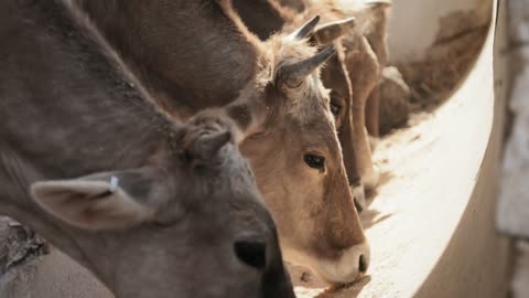 Cows Eating Food Animals In Farm Livestock Feeding