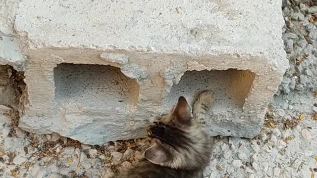 Lovely cats 2