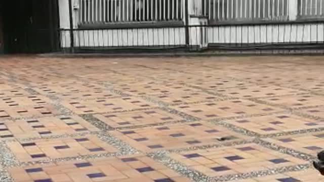 French bulldog jump