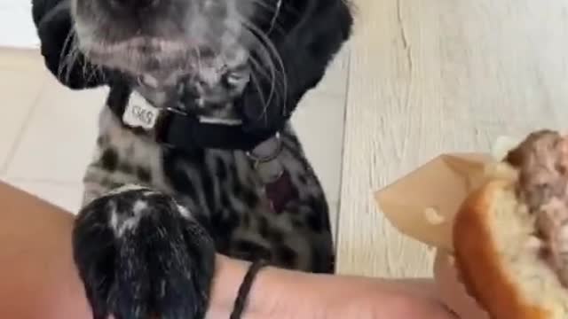 Loves fast food.