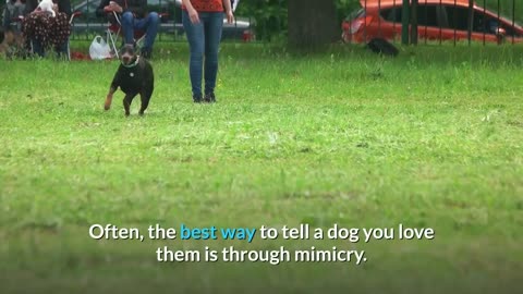 8 Ways to reciprocate affection to your Dog