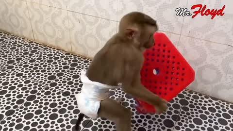 baby monkey cute animals