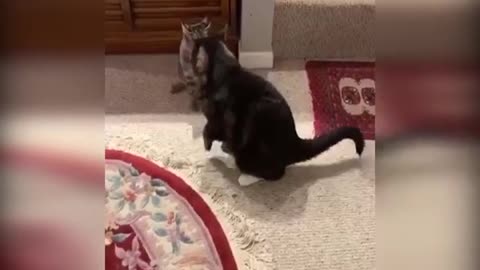 Try not to laugh - Funniest Cat Videos to Keep You Smiling