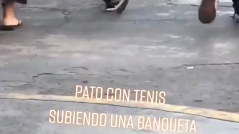 Pato con tenis