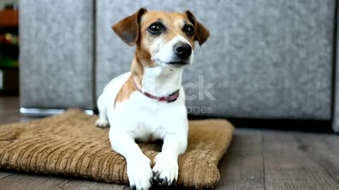 Adorable Dog Resting On The Floor On The Pilo Bed