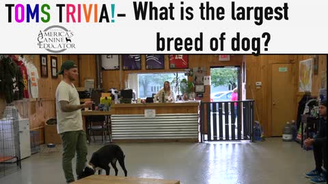 How to Train ANY DOG--the basics--(*SUPER EASY*)