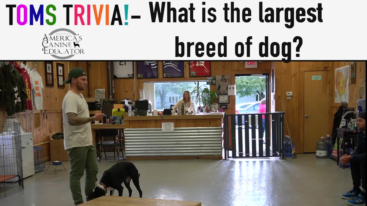 How to Train ANY DOG--the basics--(*SUPER EASY*)