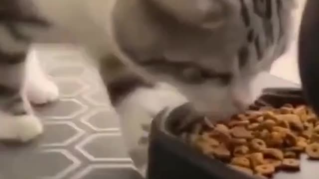 cat # cute debut plan # such a lovely kitten # cat # cute pet
