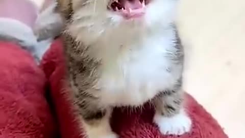 Little cat #cat #catvideos #shorts