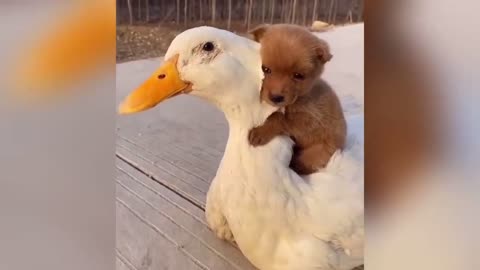 Ducks Lover Puppy