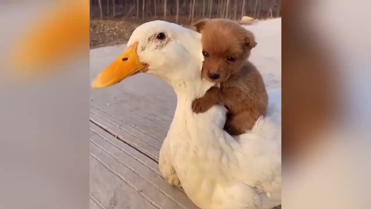 Ducks Lover Puppy